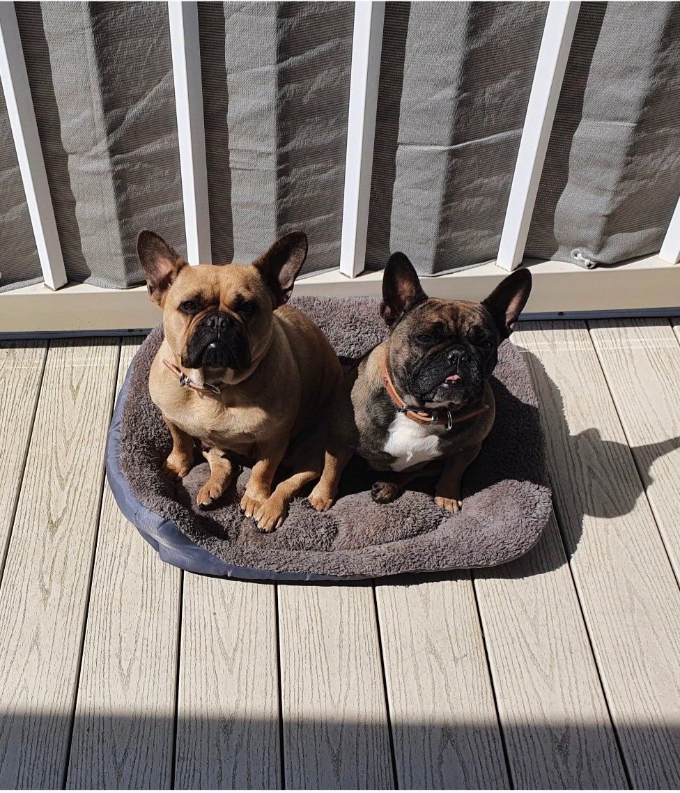 Two french bulldogs on a bed