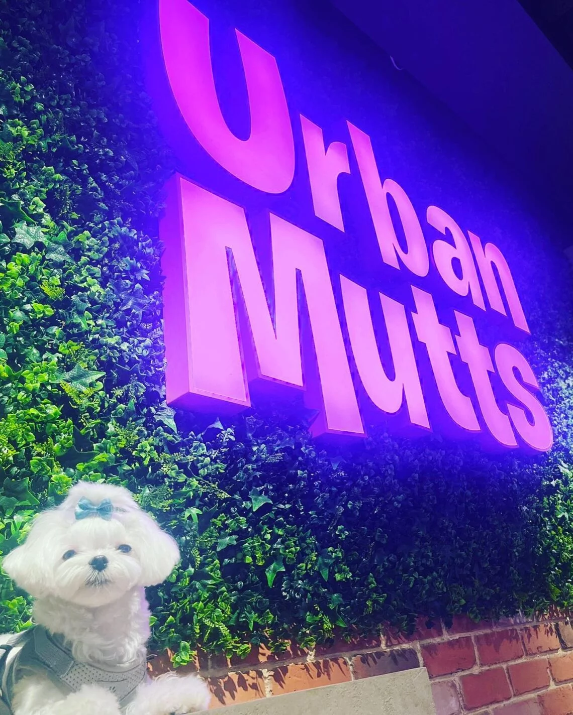 Dog in front of company sign