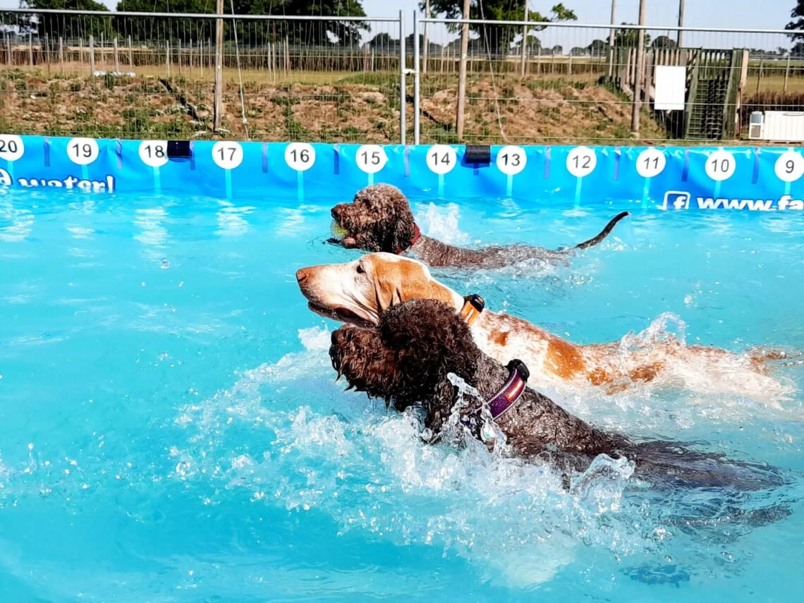 Three dogs swimming in a pool