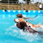 Canine Dip and Dive partners with British Garden Centres
