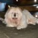 The Chow Chow, Bonnie