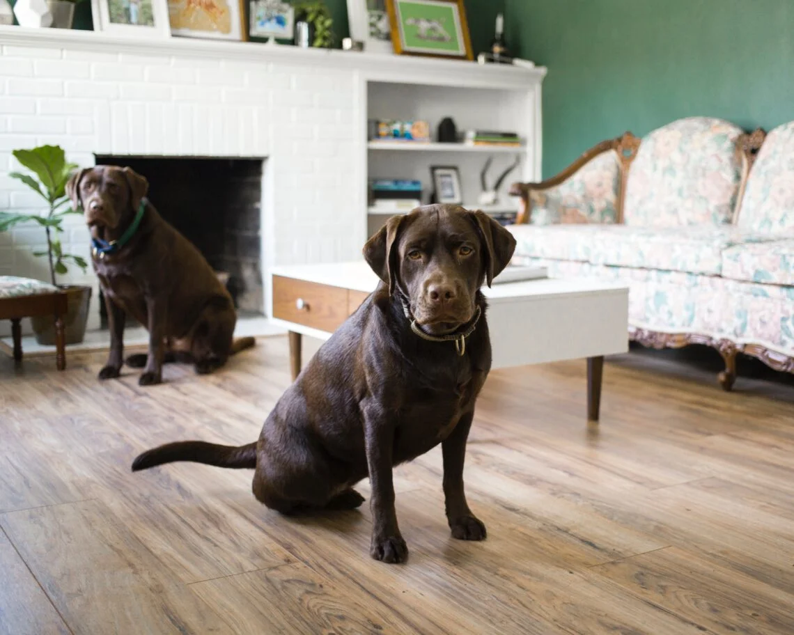 dogs in house