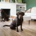 dogs in house