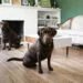 dogs in house