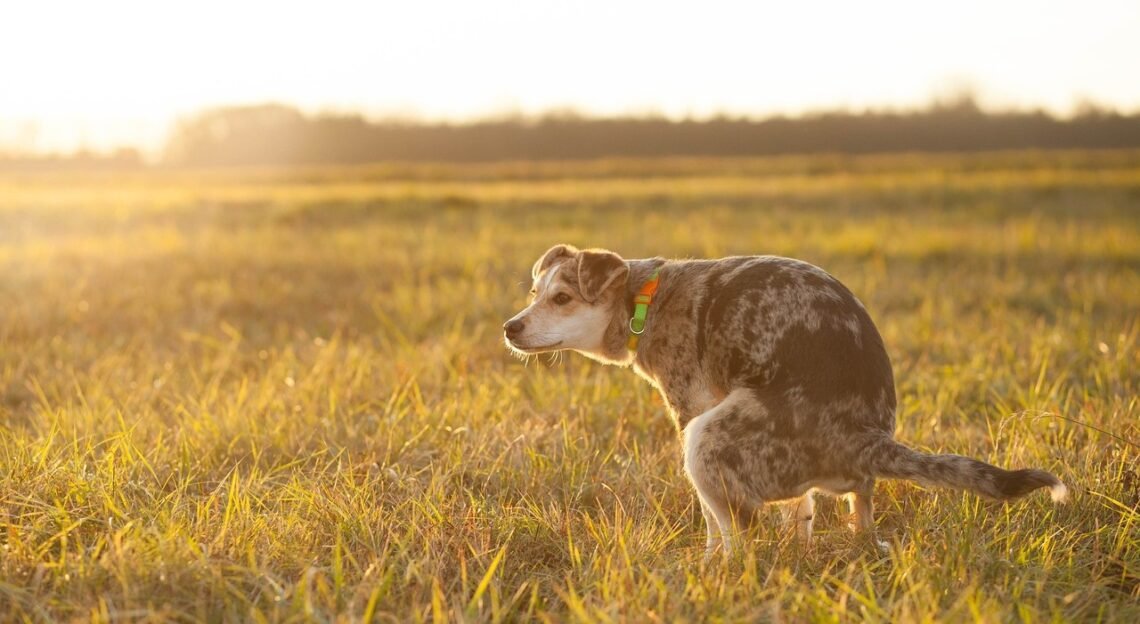 a dog defocating