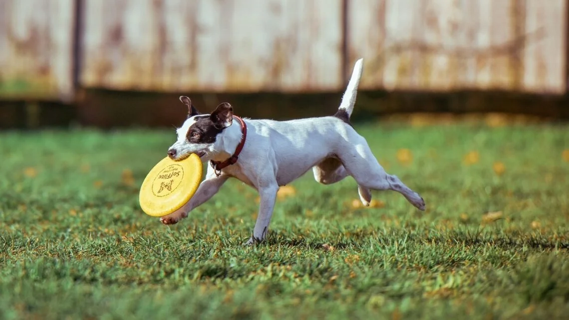 image of a dog with a frizbee