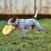image of a dog with a frizbee