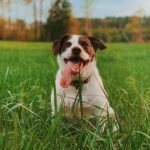 RSPCA raises concerns about US dog trainer’s UK visit