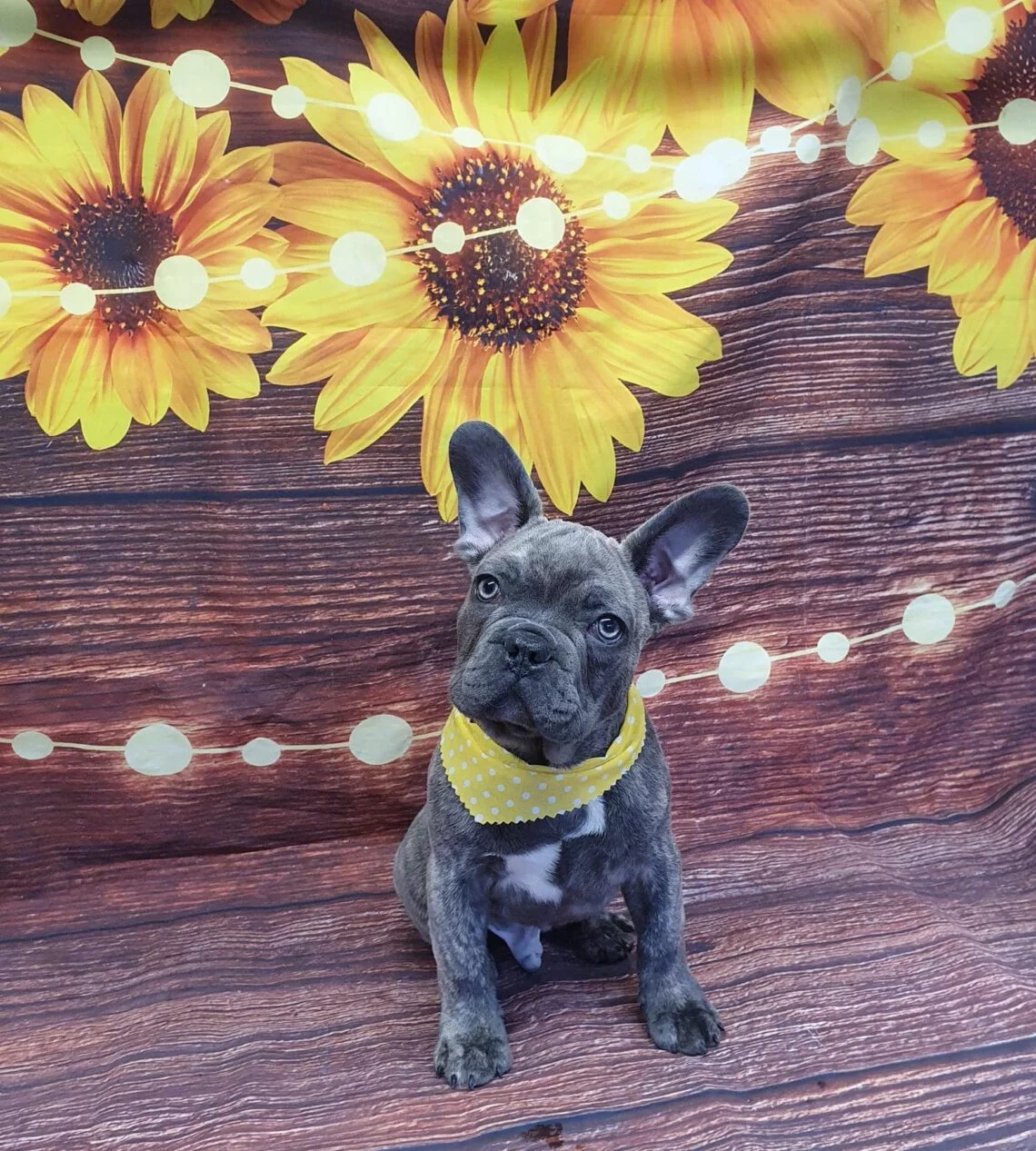pablo the dog