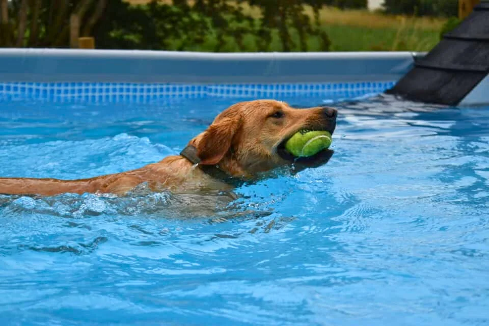 dog swimming in pool