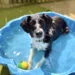 dog in paddling pool