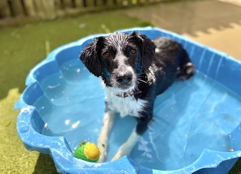 dog in paddling pool