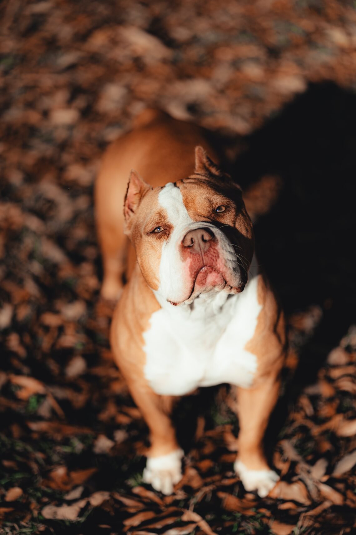 An American Bully dog