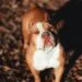 An American Bully dog