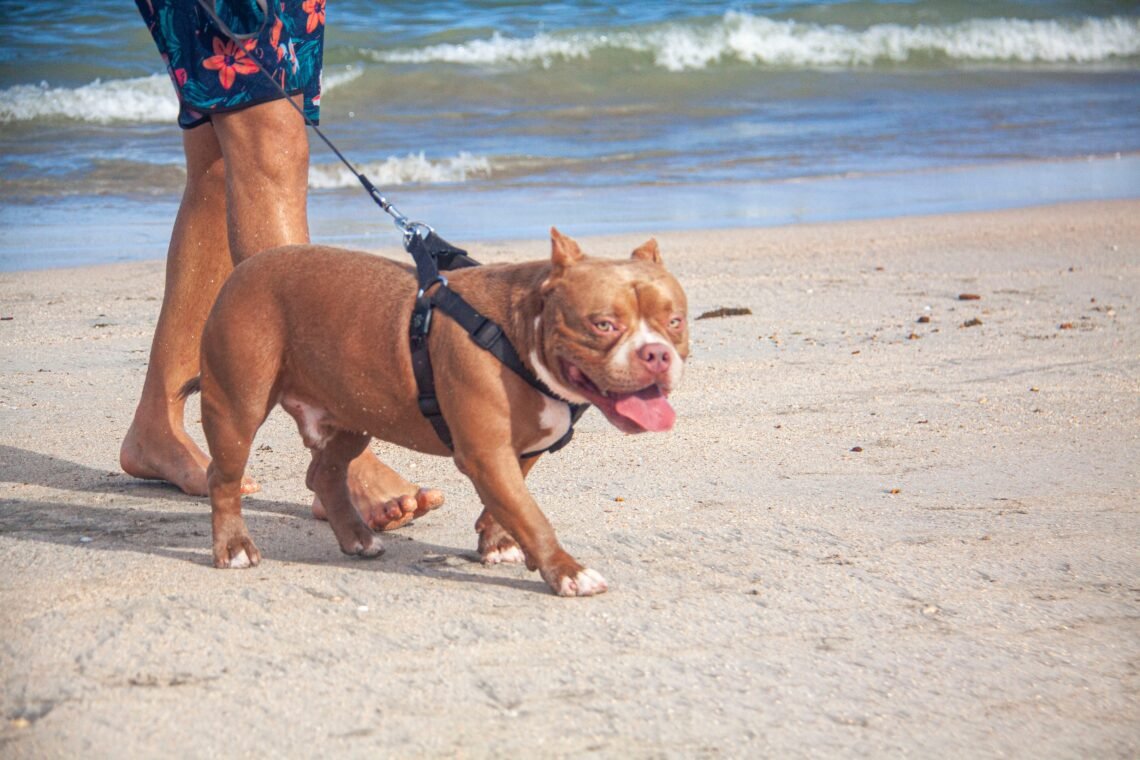 An American Bully Walking on the Shore of a Beach