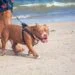 An American Bully Walking on the Shore of a Beach
