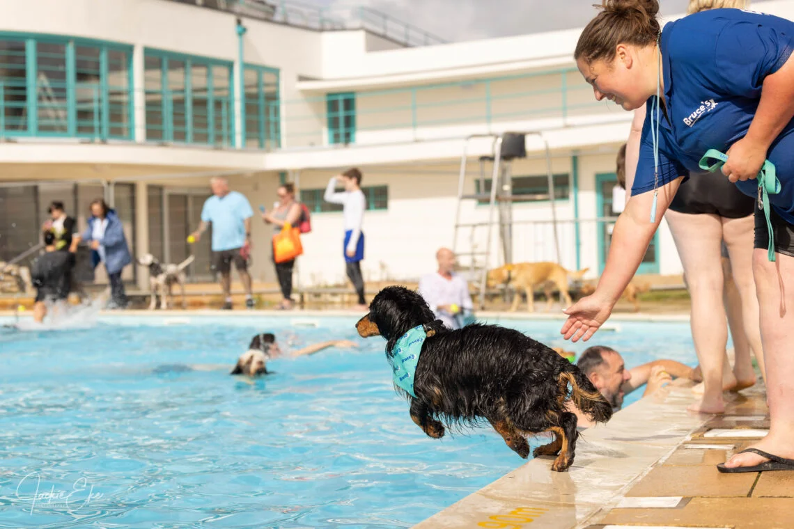 dogs with Bruce's staff in pool. Credit: Jackie Eke Photography.
