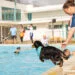dogs with Bruce's staff in pool. Credit: Jackie Eke Photography.