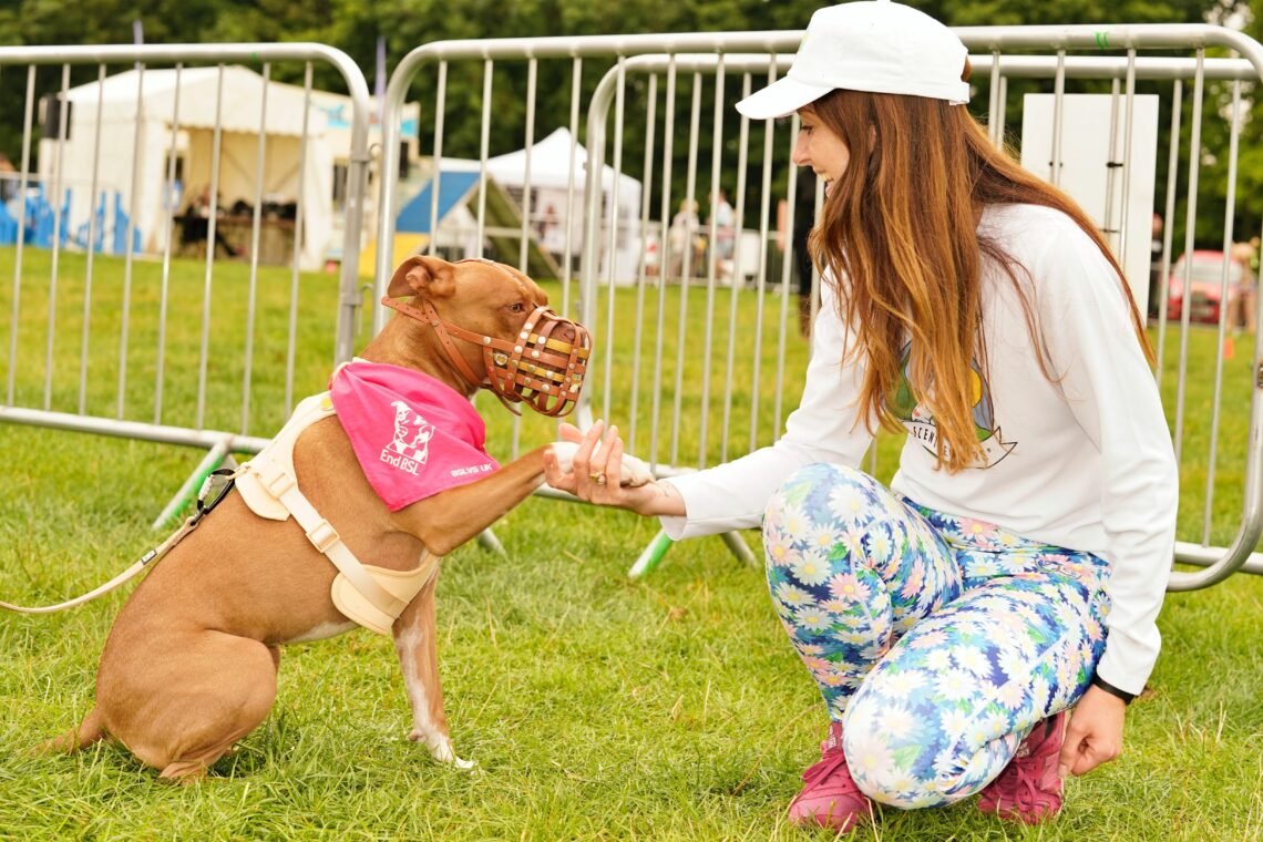 a dog trainer with an American XL Bully muzzled