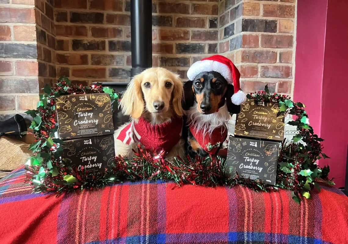 two dogs dressed in Christmas clothing with packs