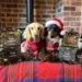two dogs dressed in Christmas clothing with packs