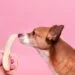 dog sniffing a banana