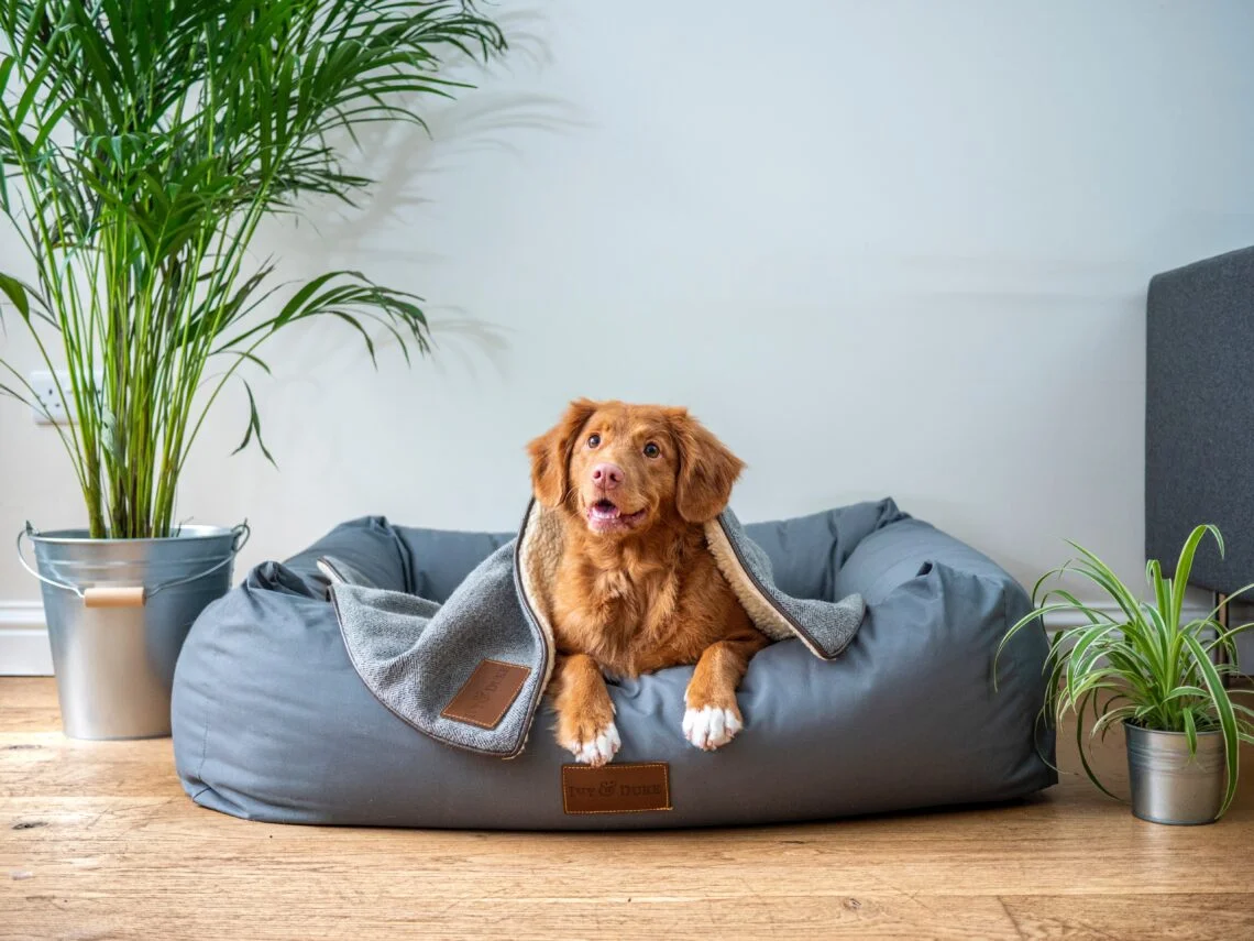 a dog in a dog bed