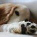 a dog lying on its side