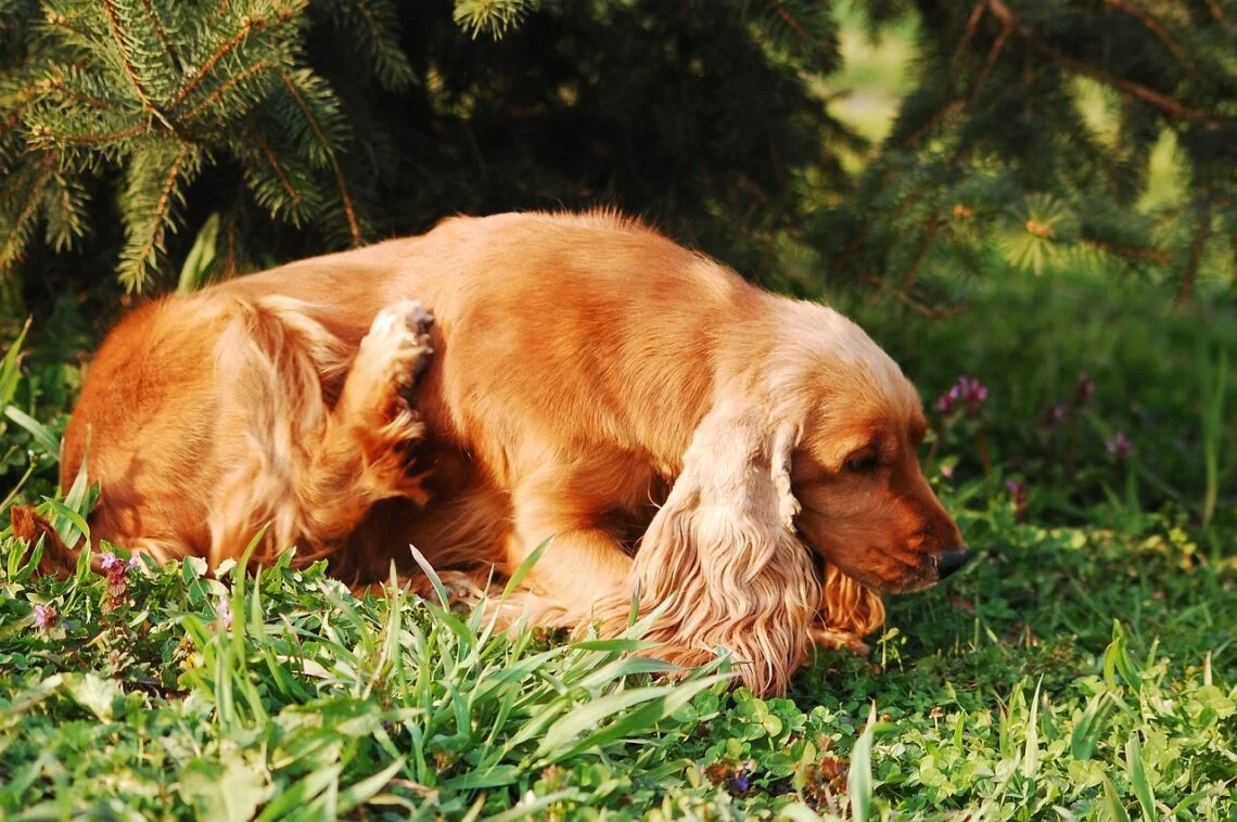a dog scratching its back