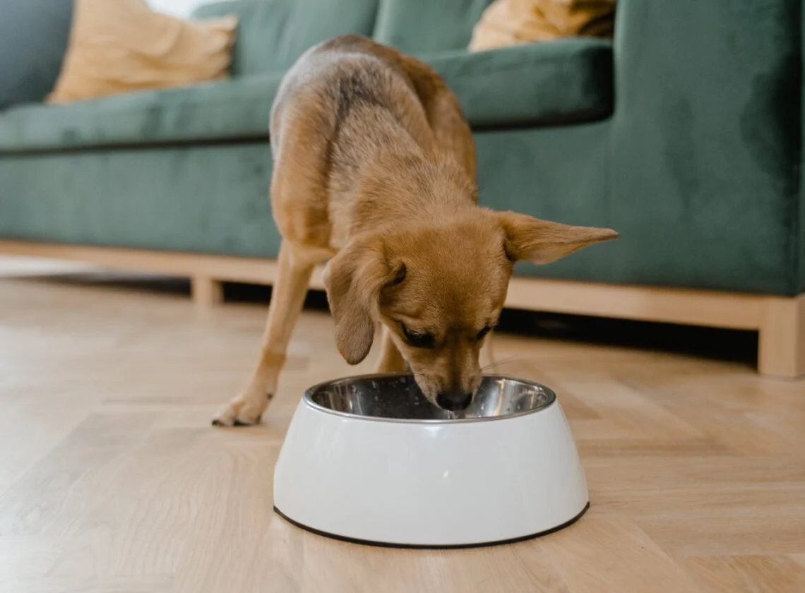 a dog eating