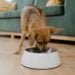 a dog eating