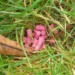 rat poison in park