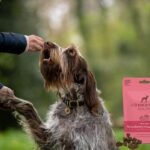 The Innocent Hound launches limited-edition Valentine's treat