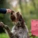 a dog receiving a treat