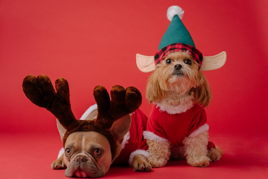 two dogs in Christmas hats