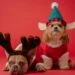 two dogs in Christmas hats