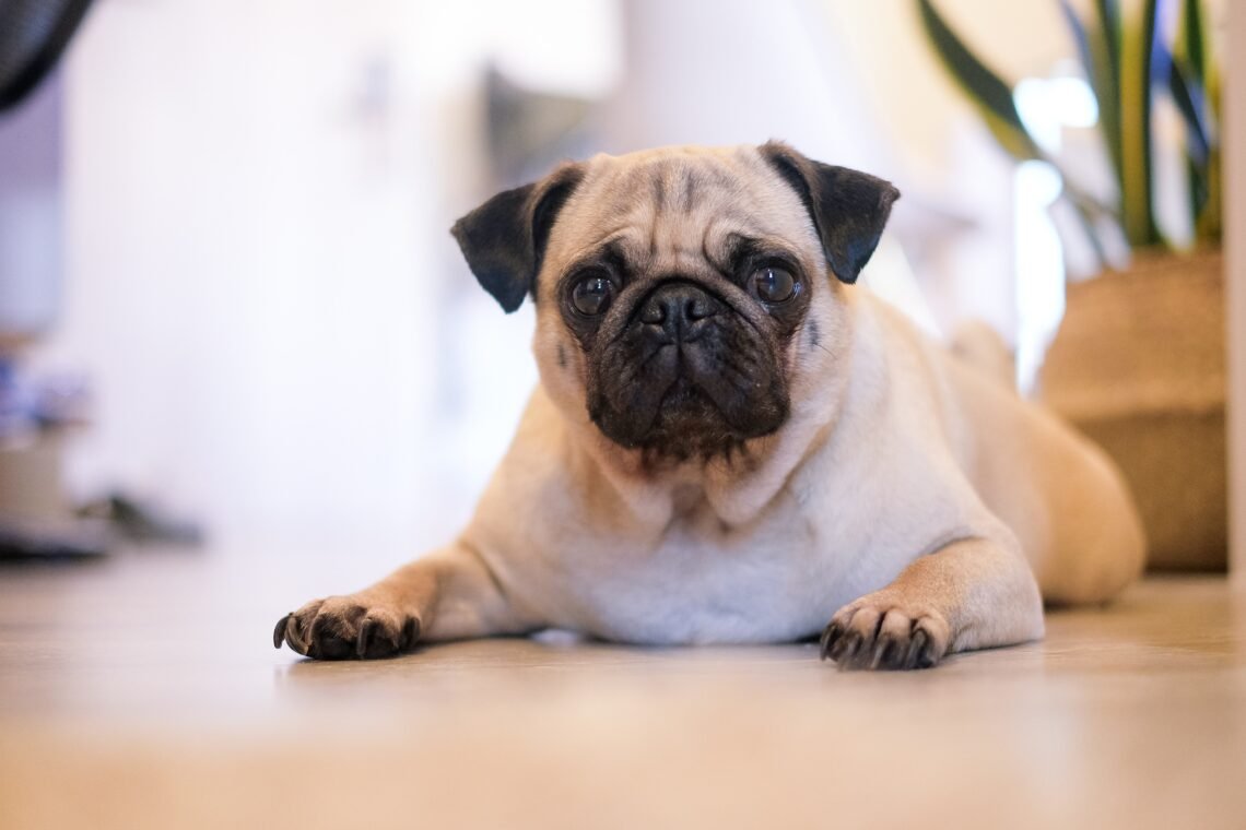 a pug lying on the floor
