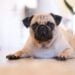 a pug lying on the floor