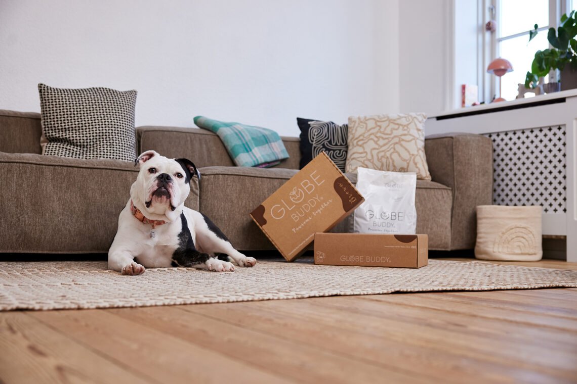 a dog in a living room lying down next to boxes of dog food
