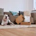 a dog in a living room lying down next to boxes of dog food