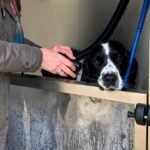 Dorset nature reserve adds self-service dog wash