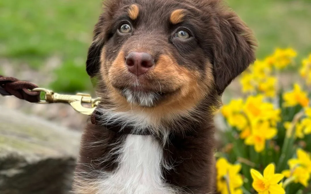 Spring risks for dogs that you need to avoid