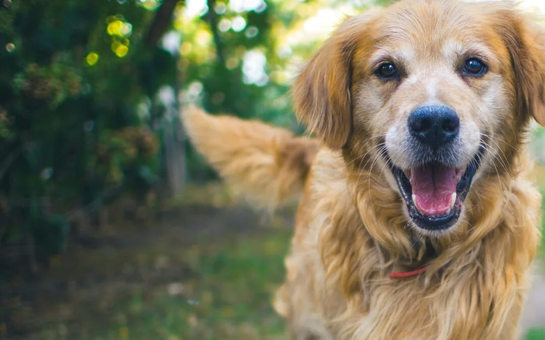 Dog-friendly plants to elevate your garden