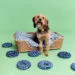 dog on rattan bed with blue soft toys around