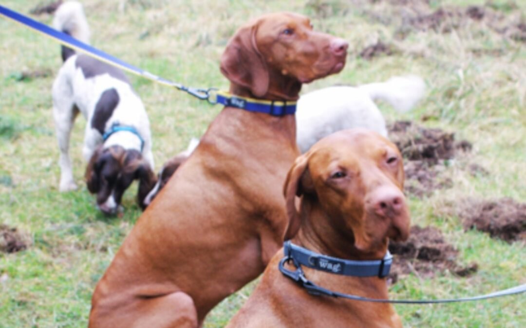 Henry Wag launches sustainable dog collars and leads